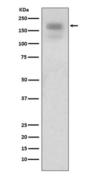 Anti-MERTK/Mer Rabbit Monoclonal Antibody