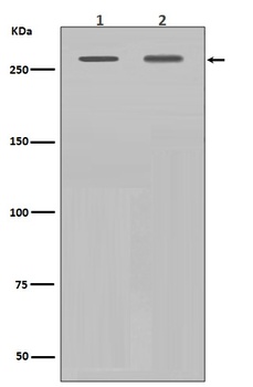 Anti-Filamin A FLNA Rabbit Monoclonal Antibody