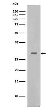 CDK5 Rabbit Monoclonal Antibody