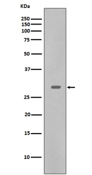 Anti-CDK5 Rabbit Monoclonal Antibody