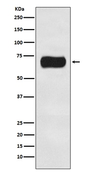 Anti-Atg16L1/Atg16 Rabbit Monoclonal Antibody