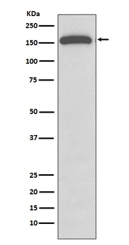 Gli1 Rabbit Monoclonal Antibody