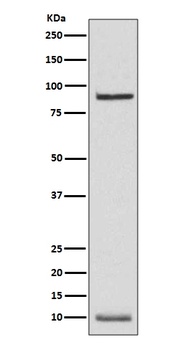 Anti-NEDD8 Rabbit Monoclonal Antibody
