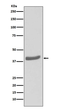 CDK7 Rabbit Monoclonal Antibody