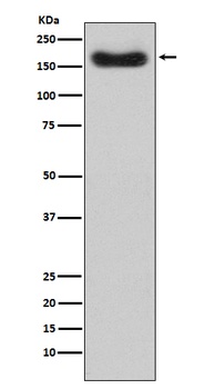 Anti-Factor H CFH Monoclonal Antibody
