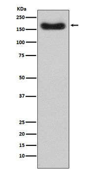 Factor H CFH Monoclonal Antibody