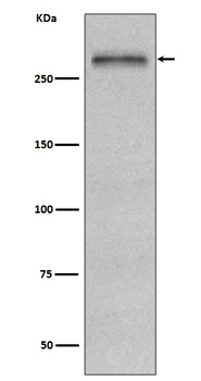 Fibronectin FN1 Rabbit Monoclonal Antibody