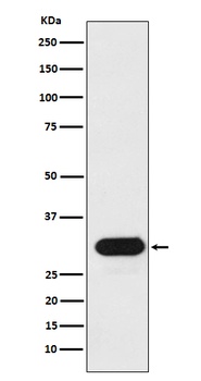 HLA-Drb1 Monoclonal Antibody