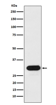 Anti-HLA-Drb1 Monoclonal Antibody