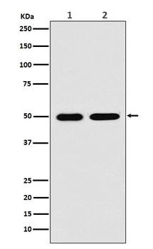 Anti-LOX Rabbit Monoclonal Antibody