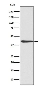 Anti-CREB CREB1 Rabbit Monoclonal Antibody