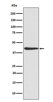 CREB CREB1 Rabbit Monoclonal Antibody