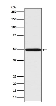 Anti-IRF1 Rabbit Monoclonal Antibody