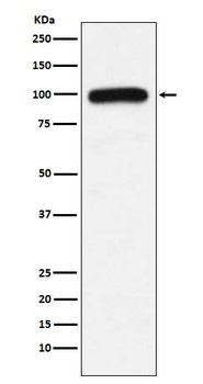 Anti-UBE3A Monoclonal Antibody