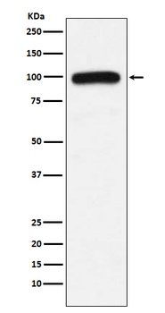 UBE3A Monoclonal Antibody