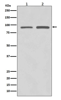 Anti-SUZ12 Rabbit Monoclonal Antibody