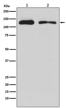 ULK1/Atg1 Rabbit Monoclonal Antibody