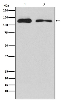 Anti-ULK1/Atg1 Rabbit Monoclonal Antibody