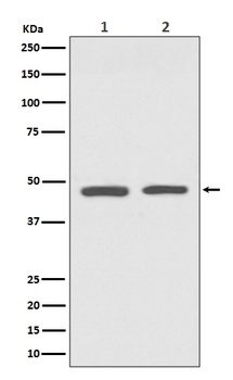 GATA3 Rabbit Monoclonal Antibody