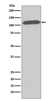 CD26/DPP4 Rabbit Monoclonal Antibody