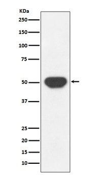 Anti-PTP1B PTPN1 Rabbit Monoclonal Antibody