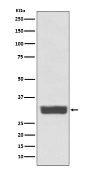 Anti-Galectin 3 LGALS3 Rabbit Monoclonal Antibody