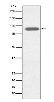 Anti-Lactoferrin LTF Rabbit Monoclonal Antibody