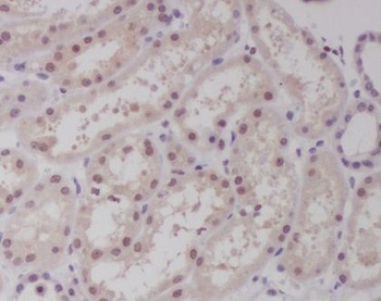 c-Maf Rabbit Monoclonal Antibody
