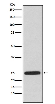 Anti-HPRT HPRT1 Monoclonal Antibody