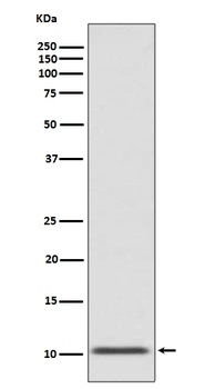 Anti-GLP1/GCG Rabbit Monoclonal Antibody