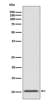 GLP1/GCG Rabbit Monoclonal Antibody