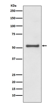 Cyclin A1/A2 Rabbit Monoclonal Antibody