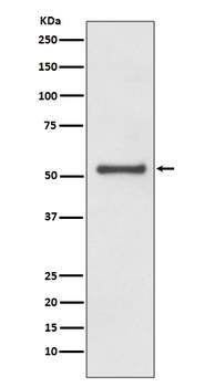 Anti-Cyclin A1/A2 Rabbit Monoclonal Antibody