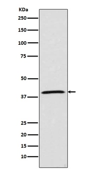 Anti-MCL1 Rabbit Monoclonal Antibody