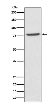 Mre11 MRE11A Rabbit Monoclonal Antibody