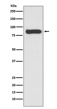 Anti-STAT4 Rabbit Monoclonal Antibody