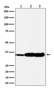 HuR / ELAVL1 Monoclonal Antibody