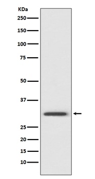 Anti-Annexin V ANXA5 Rabbit Monoclonal Antibody