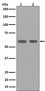 Anti-Cyclin B1 CCNB1 Rabbit Monoclonal Antibody