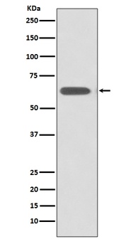 SOX10 Rabbit Monoclonal Antibody