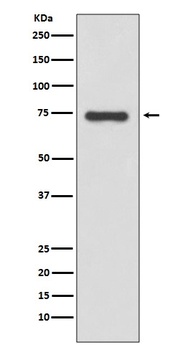 Anti-Moesin Rabbit Monoclonal Antibody