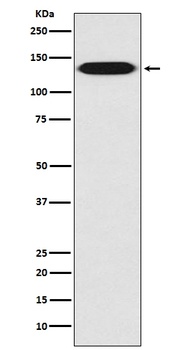 Anti-Integrin beta 1 ITGB1 Rabbit Monoclonal Antibody