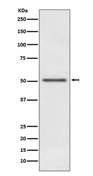 MINA53 Rabbit Monoclonal Antibody
