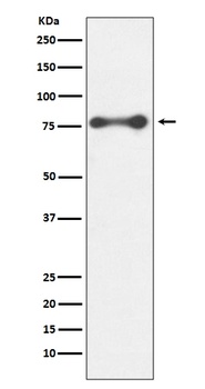 Anti-PKC delta PRKCD Rabbit Monoclonal Antibody