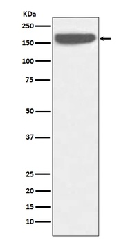 Anti-SOS1 Rabbit Monoclonal Antibody