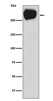 MRP1 ABCC1 Rabbit Monoclonal Antibody