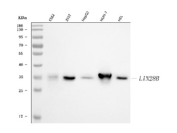 Anti-Lin28B Rabbit Monoclonal Antibody