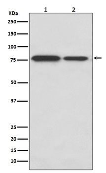 DRD1/Dopamine Receptor D1 Rabbit Monoclonal Antibody