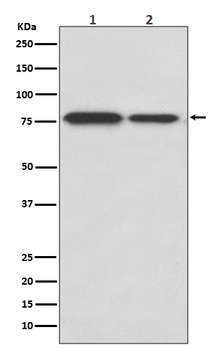 Anti-DRD1/Dopamine Receptor D1 Rabbit Monoclonal Antibody