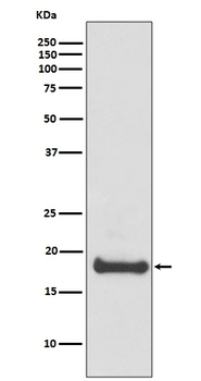Anti-ARF6 Rabbit Monoclonal Antibody